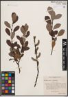 Foto von Salix aurita L. x Salix phylicifolia L.